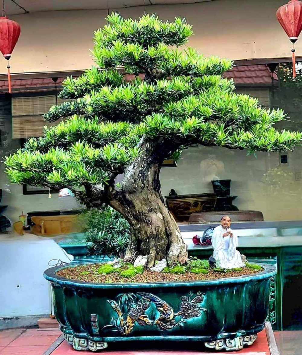 Mệnh Thủy hợp cây gì trong phòng làm việc? Cây tùng la hán