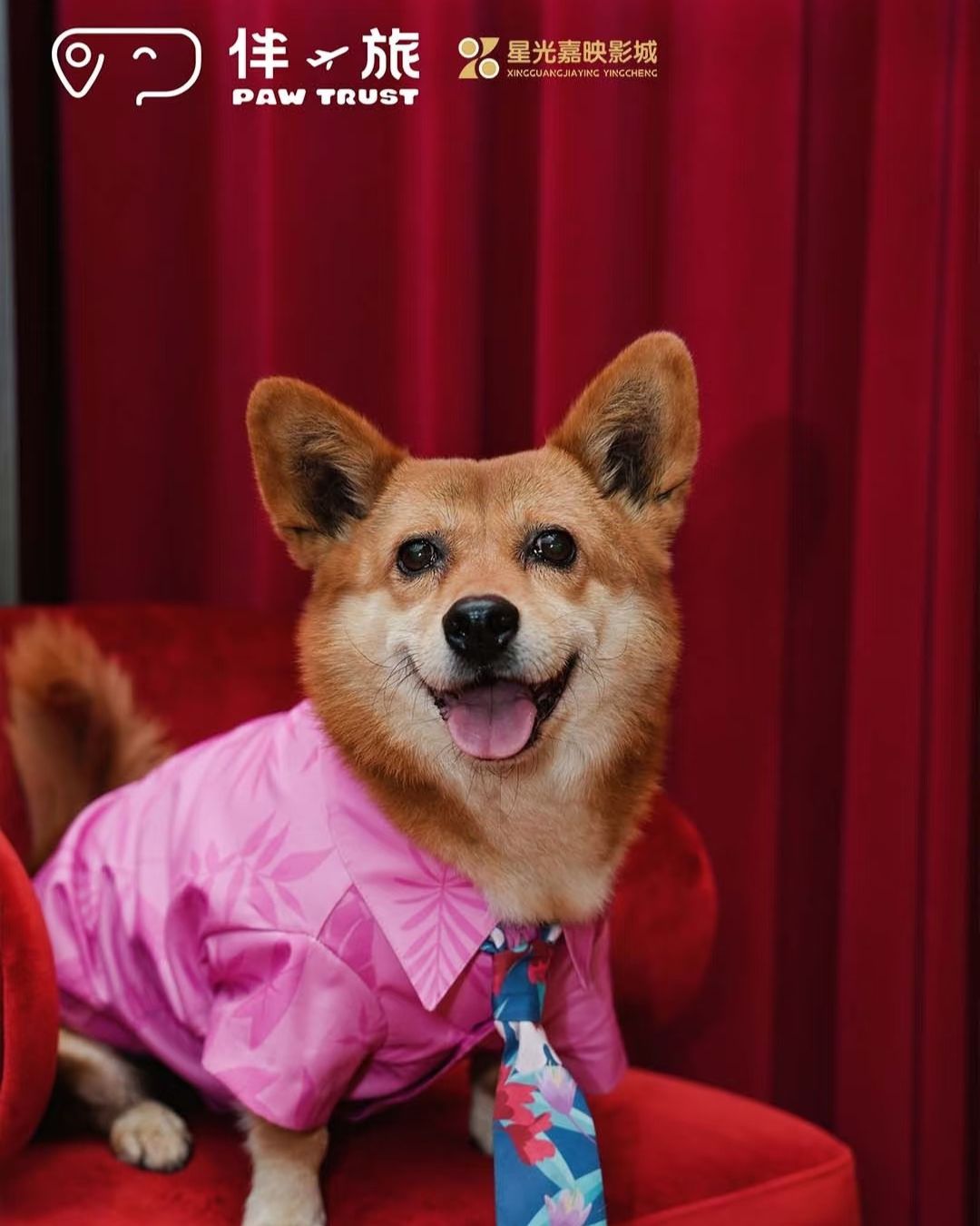 bzvn-zootopia-2-rap-chiue-phim-cung-thu-cung-trung-quoc-2