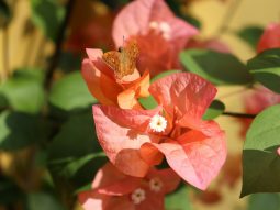 Cây hoa giấy hợp mệnh gì? Giải mã phong thủy, màu sắc và tuổi hợp