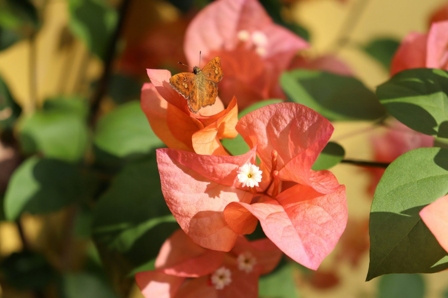 Cây hoa giấy hợp mệnh gì? Giải mã phong thủy, màu sắc và tuổi hợp