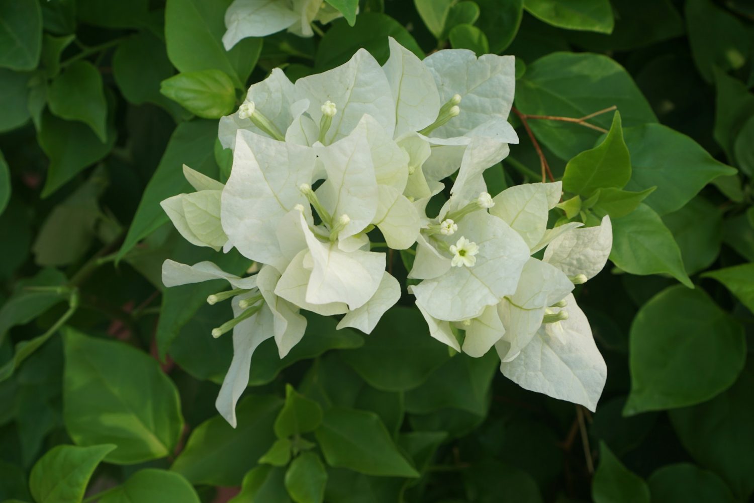 Ý nghĩa phong thủy của cây hoa giấy