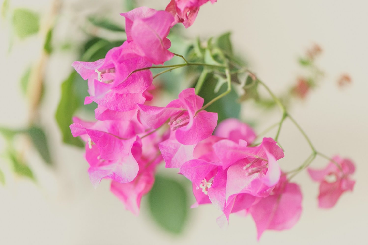 Hoa giấy hợp tuổi nào?