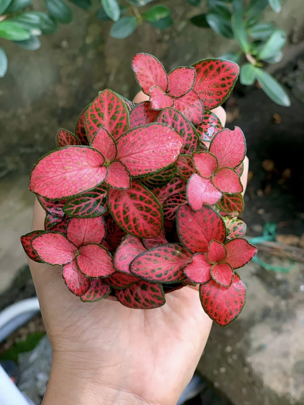 Cây phong thủy hợp mệnh Hỏa: Cẩm nhung đỏ