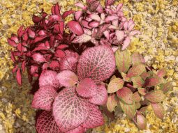 Cây phong thủy hợp mệnh Hỏa: Cẩm nhung đỏ