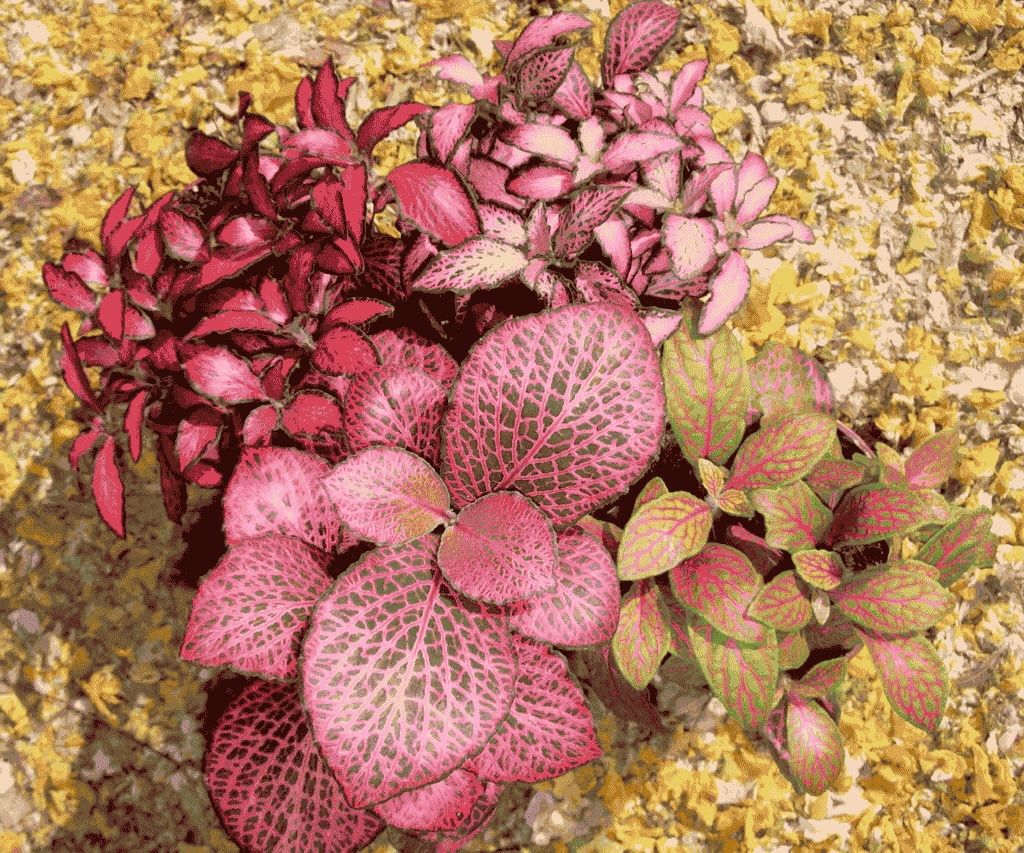 Cây phong thủy hợp mệnh Hỏa: Cẩm nhung đỏ