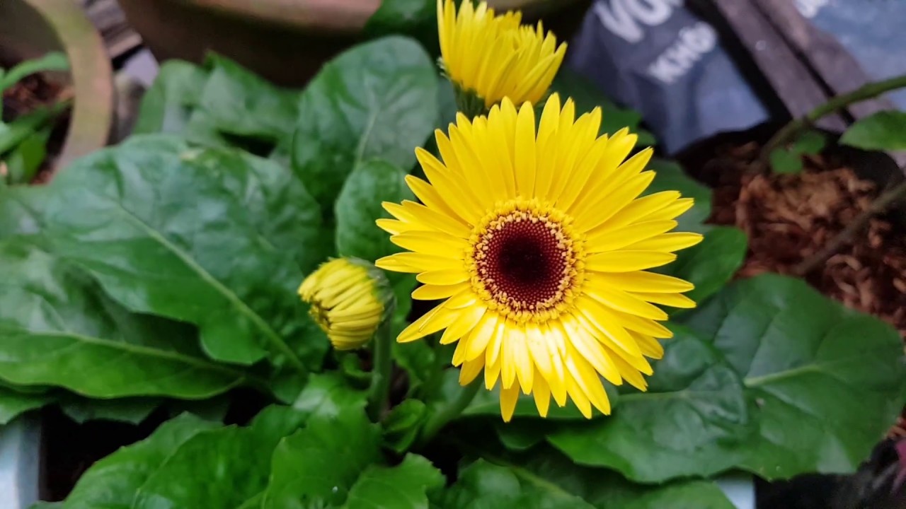 Hoa hợp mệnh Kim thu hút tài lộc: Hoa đồng tiền (màu trắng, vàng)