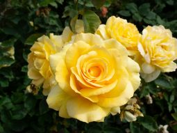 Mệnh Kim hợp hoa gì?