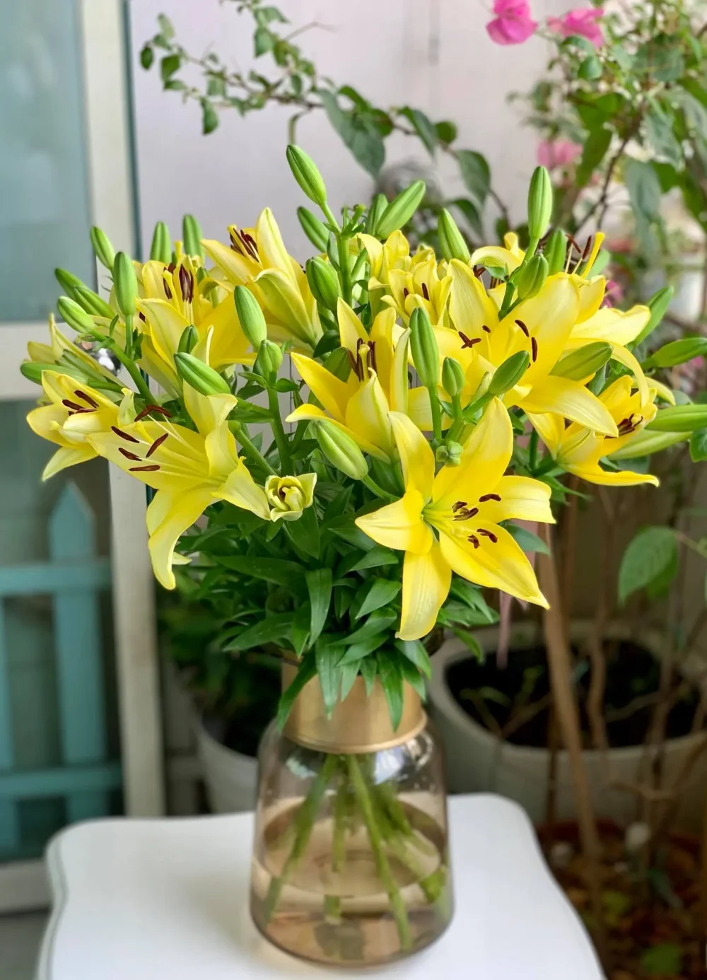 Hoa ly (màu trắng, vàng)