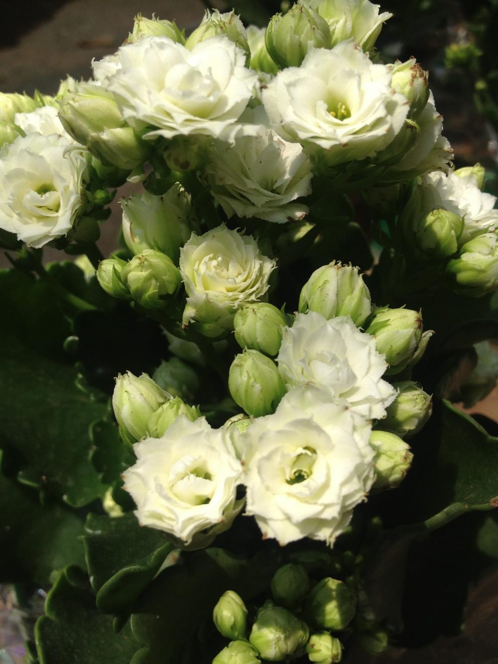 Hoa hợp mệnh Kim thu hút tài lộc: Sống đời (màu trắng, vàng)