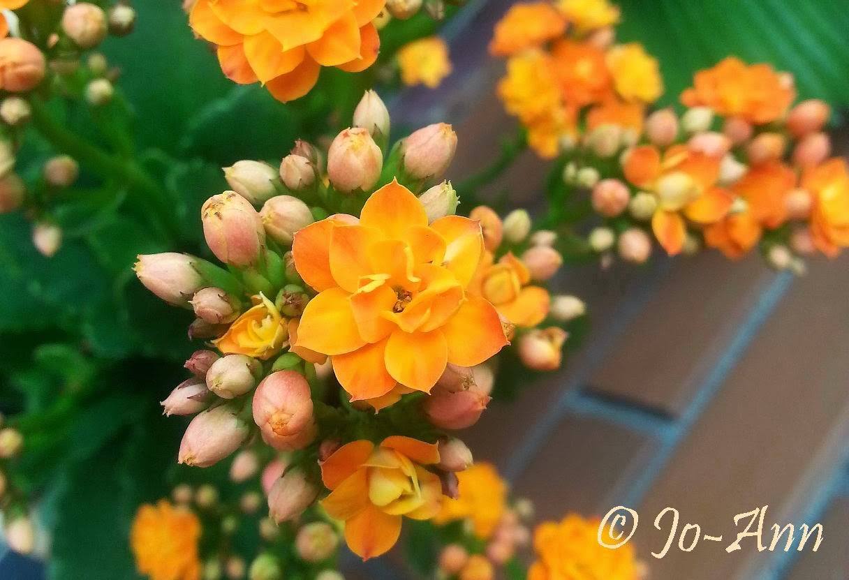 Lưu ý khi chọn hoa hợp mệnh Kim