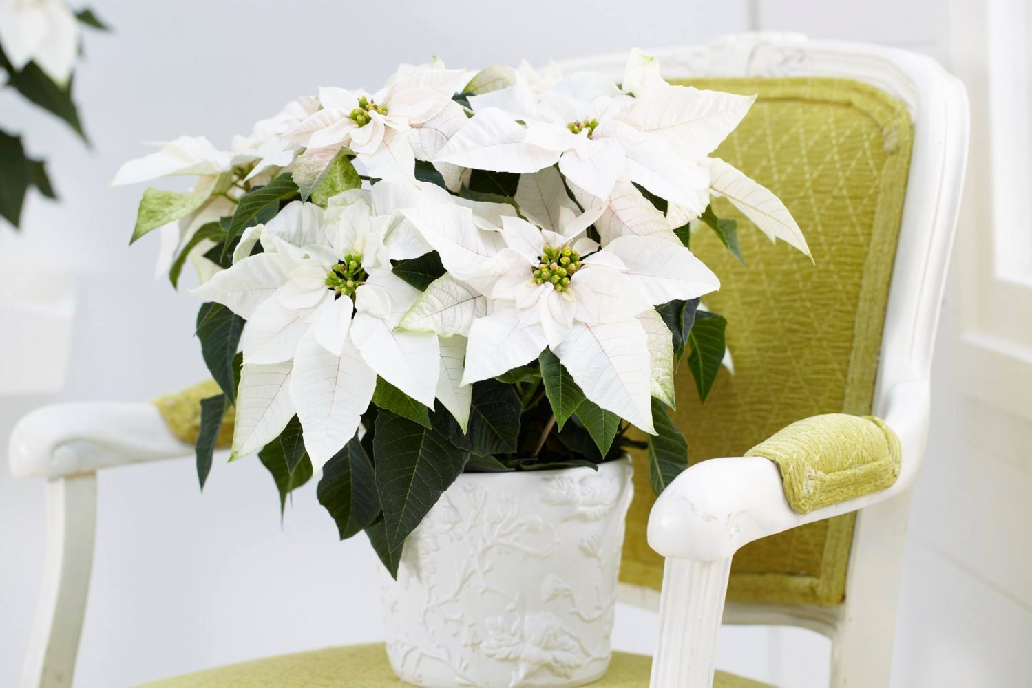 Hoa hợp mệnh Kim thu hút tài lộc: Trạng nguyên trắng