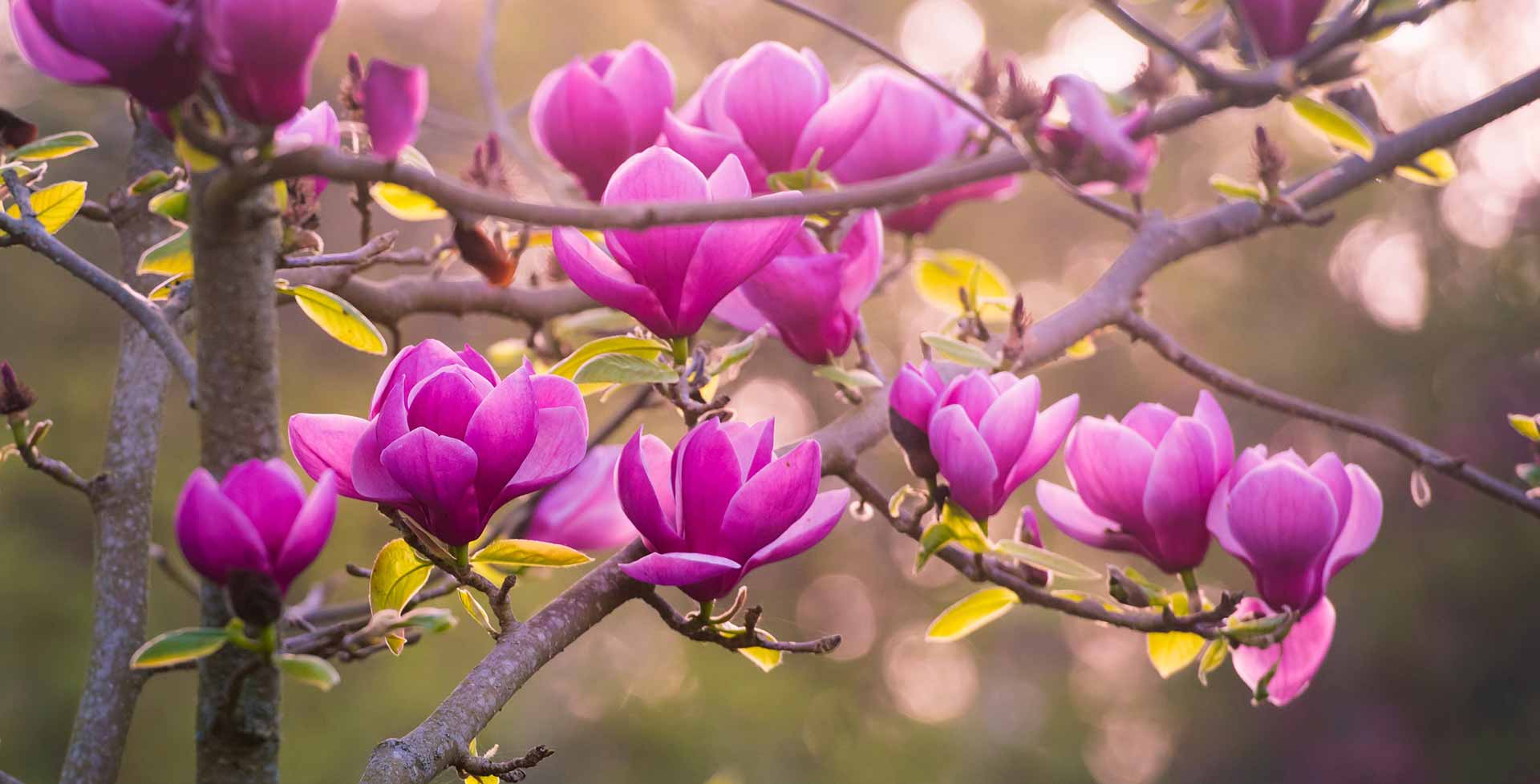 Màu sắc của hoa mộc lan và mệnh hợp tương ứng