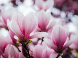 Hoa mộc lan hợp mệnh gì? Gợi ý màu hoa chuẩn phong thủy cho từng bản mệnh