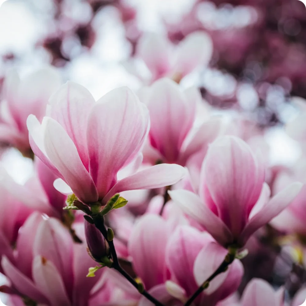 Hoa mộc lan hợp mệnh gì