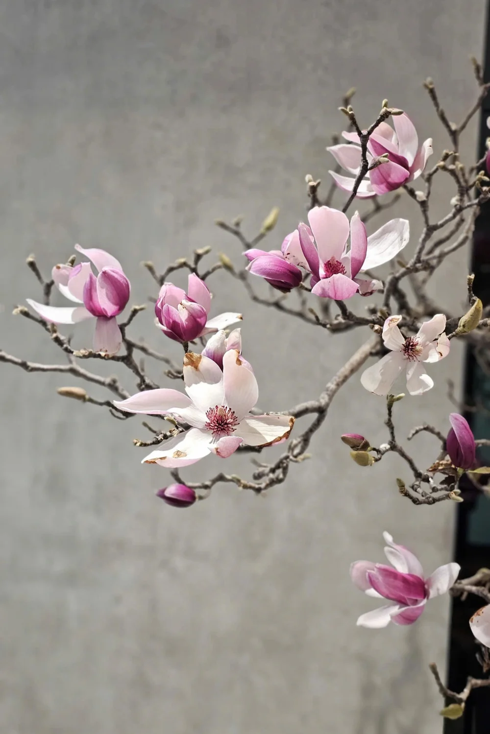 Magnolia