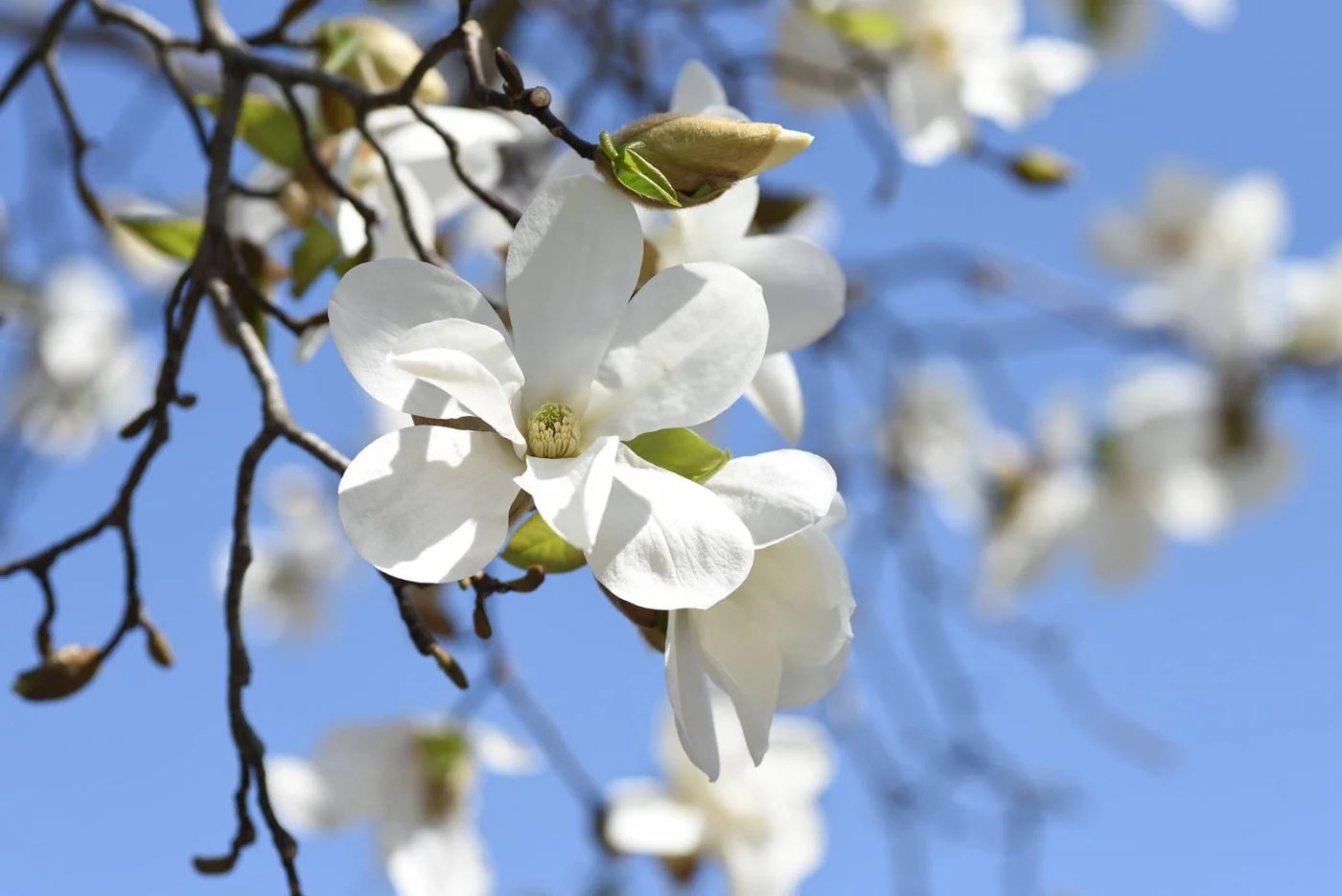 Magnolia