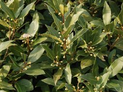 Hoa nguyệt quế hợp mệnh gì? Hướng dẫn trồng đúng cách để vượng khí dồi dào