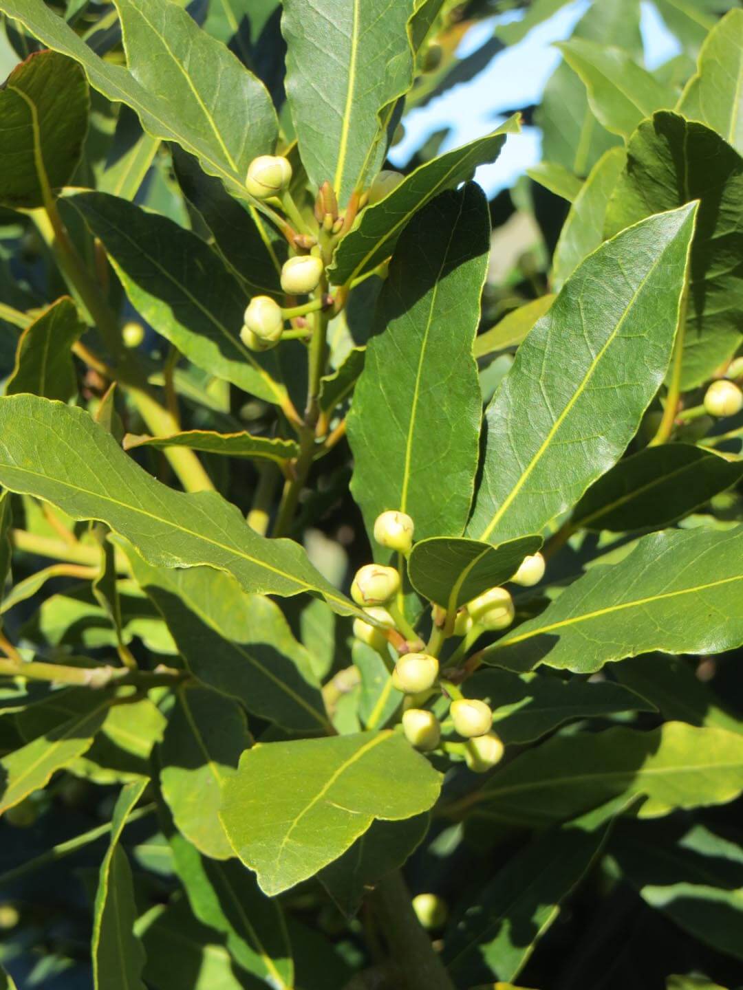 Laurus nobilis