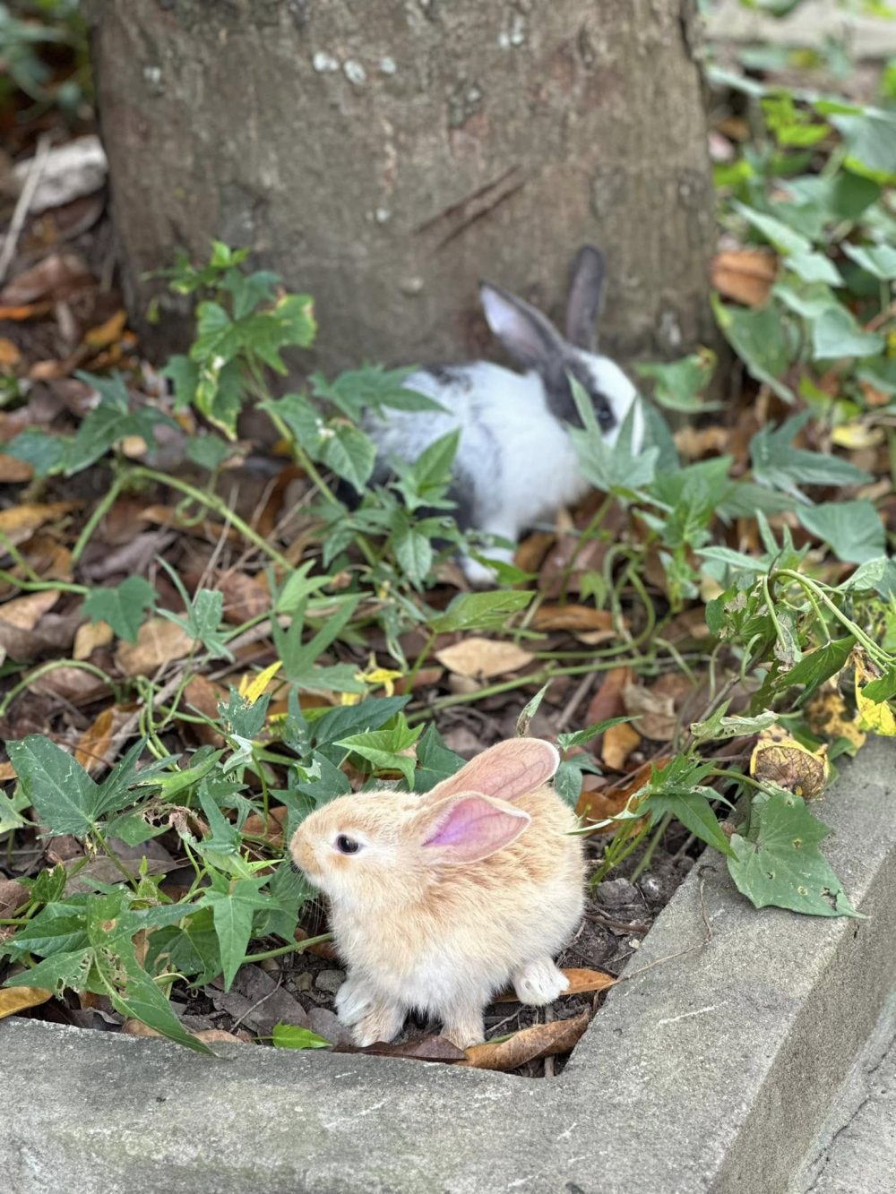 Khu du lịch sinh thái Song Long có gì chơi?