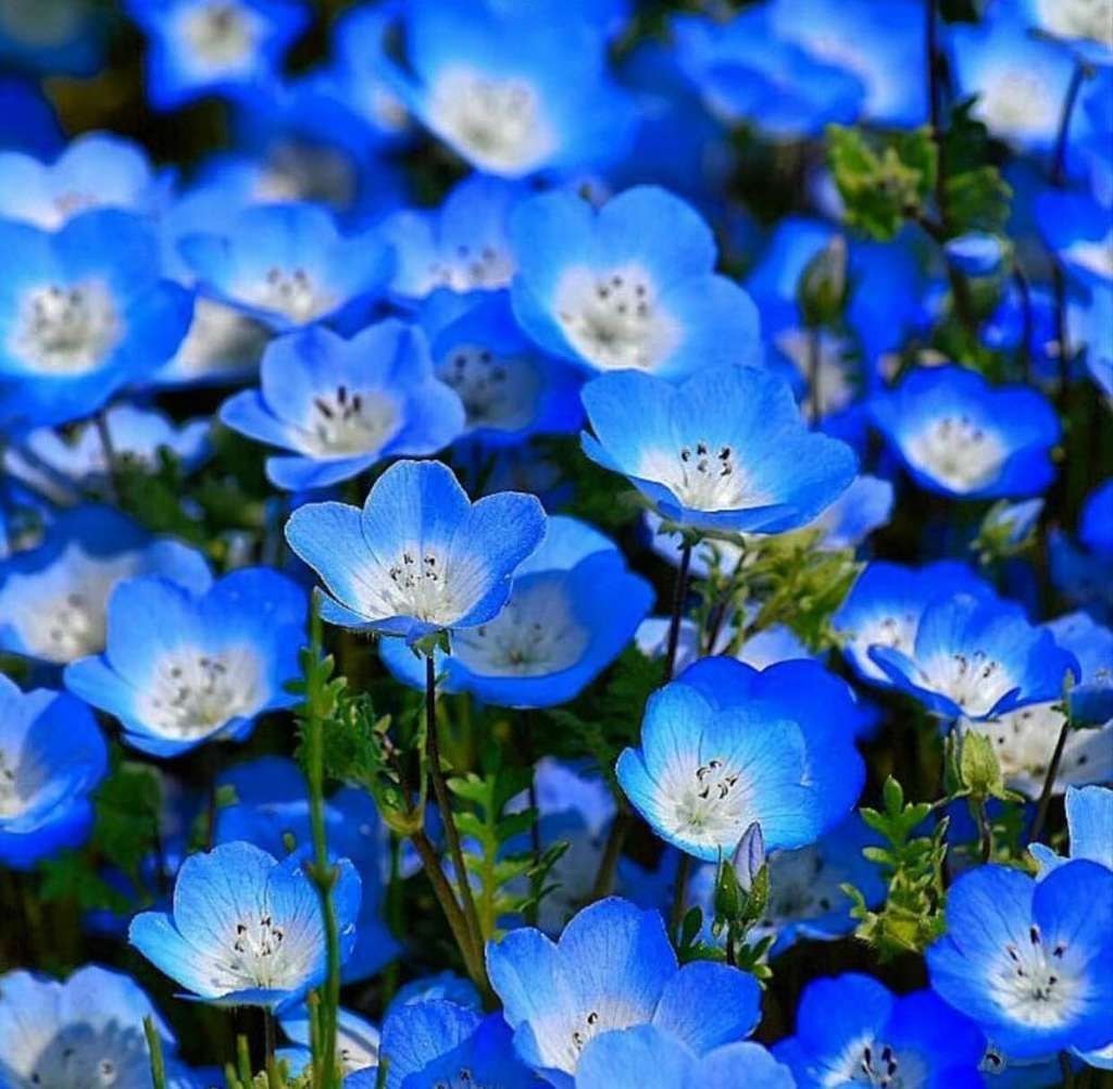 Hoa thủy tiên xanh