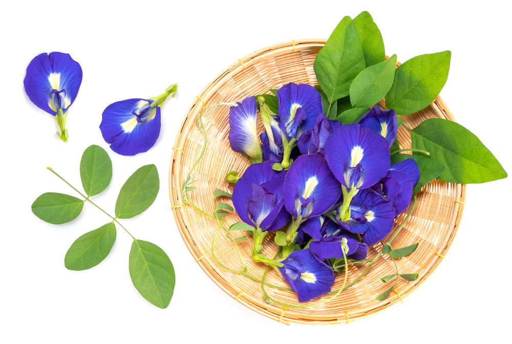 Người mệnh Mộc hợp hoa gì thu hút tài lộc và may mắn?