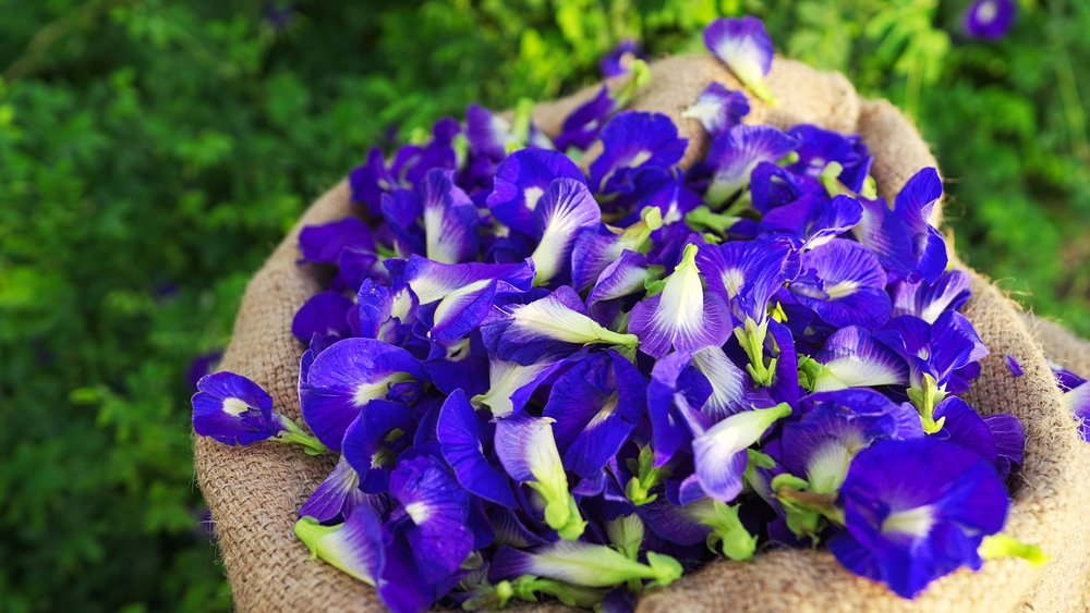 Mệnh Mộc hợp hoa gì thu hút tài lộc?