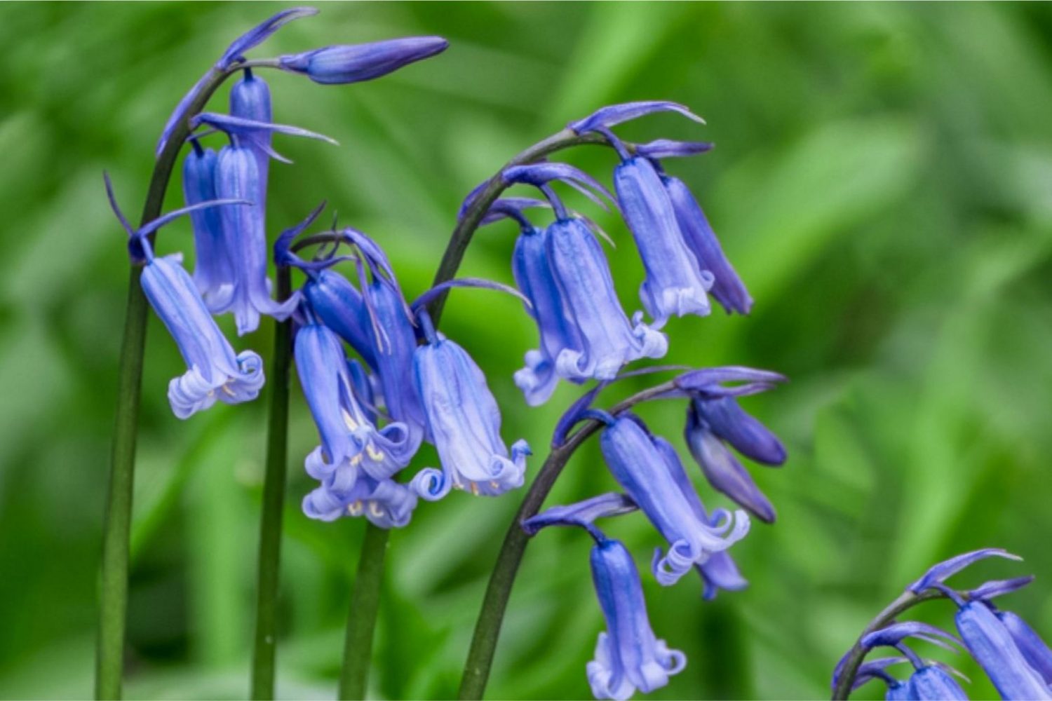 Mệnh Mộc hợp hoa gì thu hút tài lộc? Hoa chuông xanh