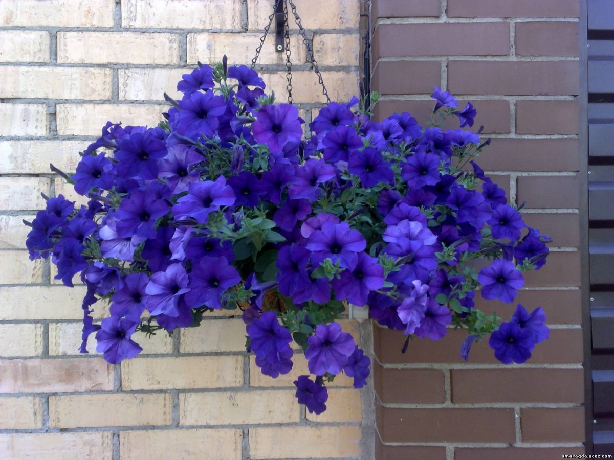 Mệnh Mộc hợp hoa gì thu hút tài lộc? Hoa dạ yến thảo xanh