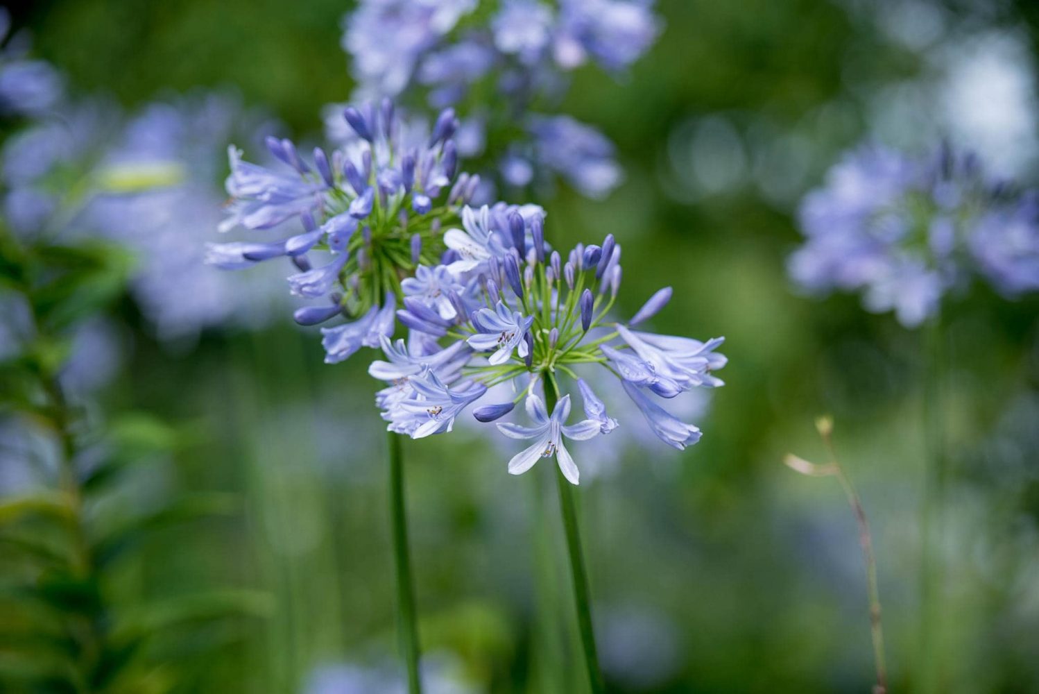 Hoa huệ sông Nile