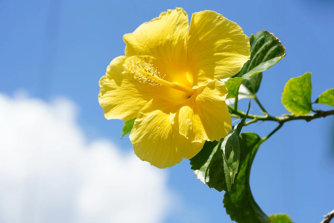 Mệnh Thổ hợp hoa gì để thu hút tài lộc? Hoa dâm bụt vàng