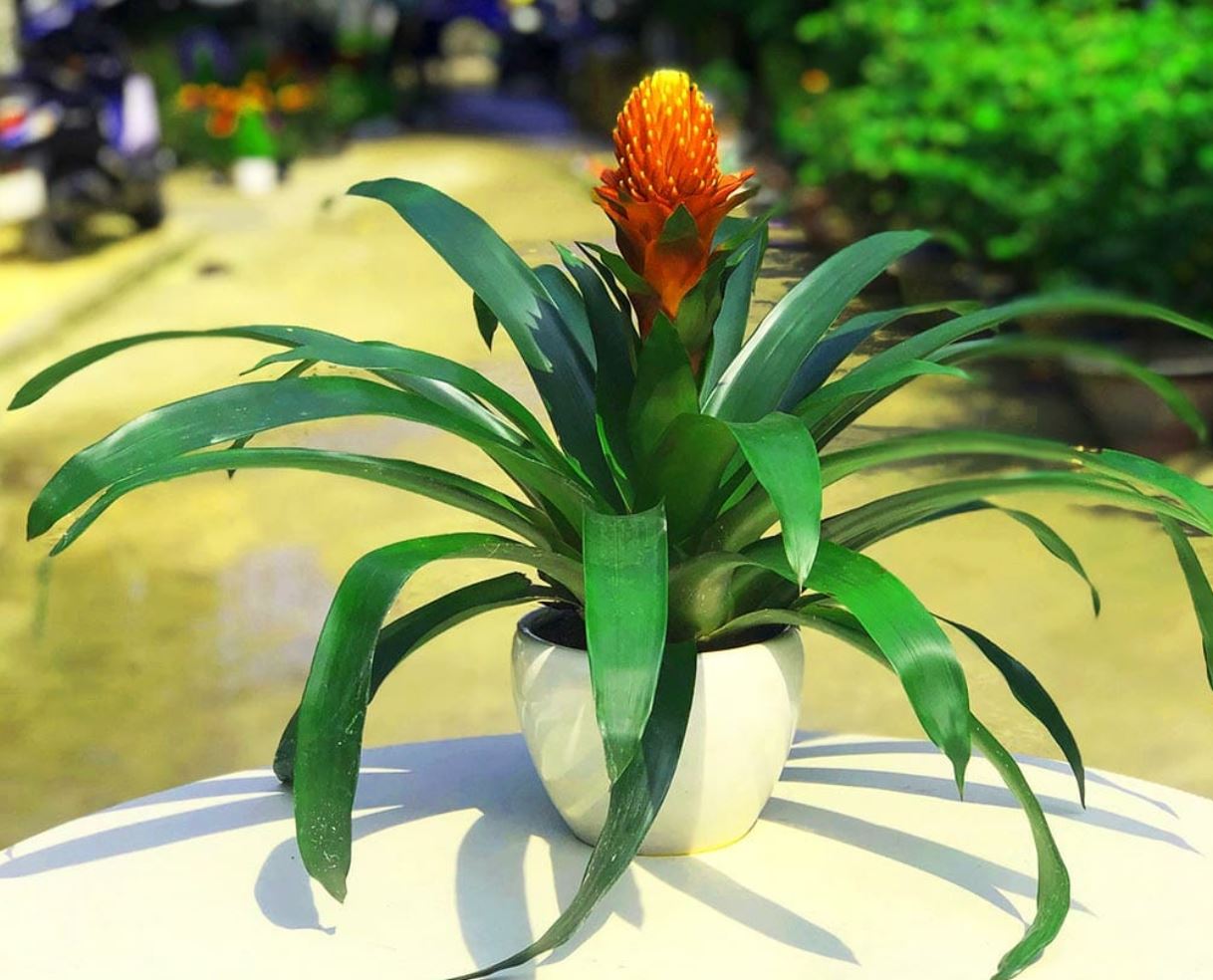 Cây phong lộc hoa