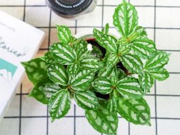 Mệnh Thủy nên trồng cây gì trước nhà?