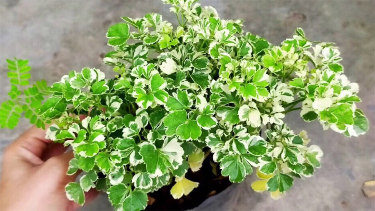 Mệnh Thủy nên trồng cây gì trước nhà? Cây đinh lăng cẩm thạch