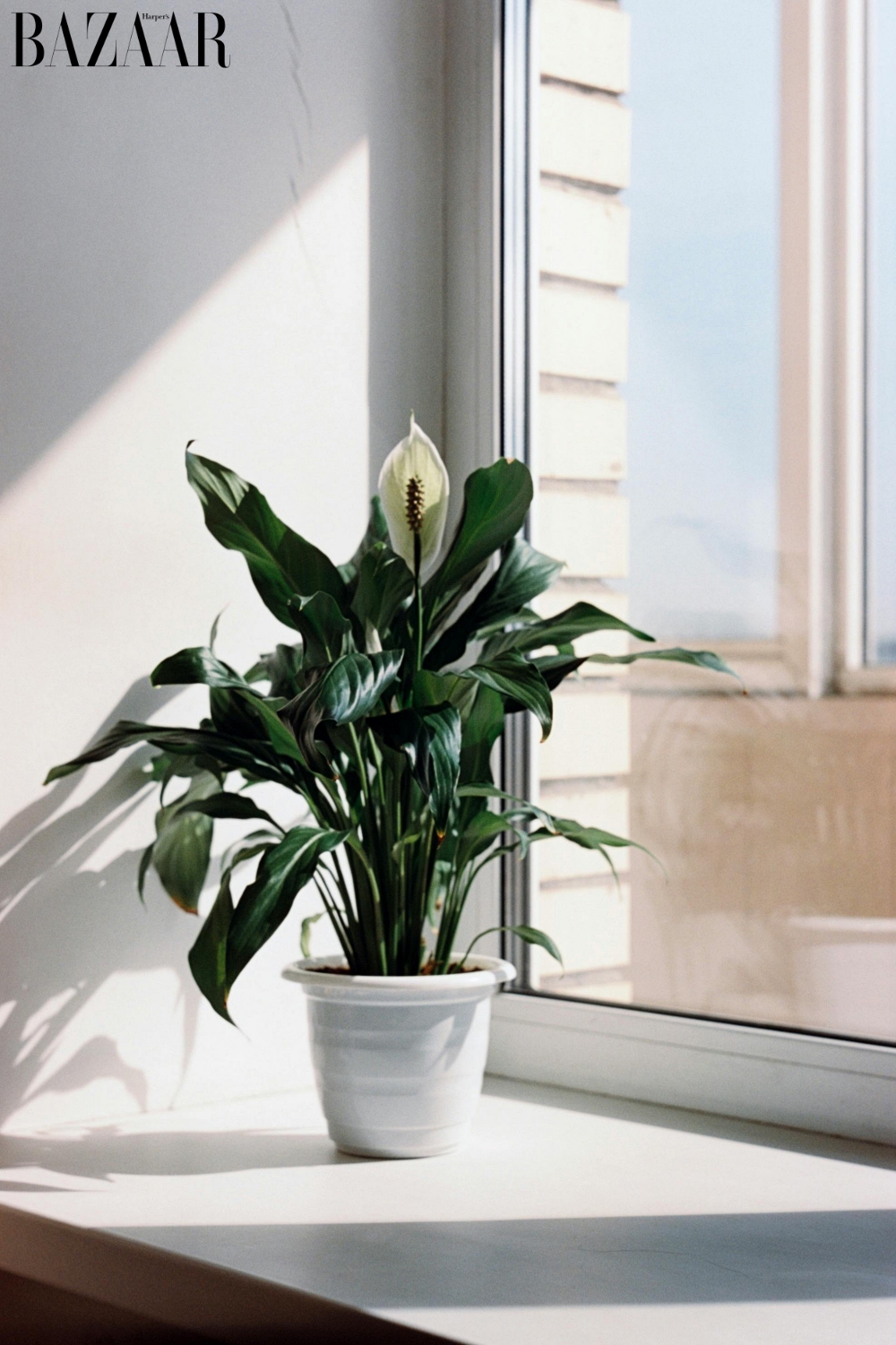 Cây thu hút tài lộc