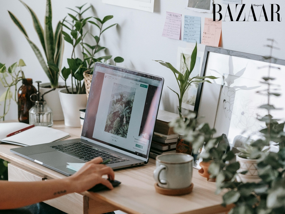 Cây thu hút tài lộc