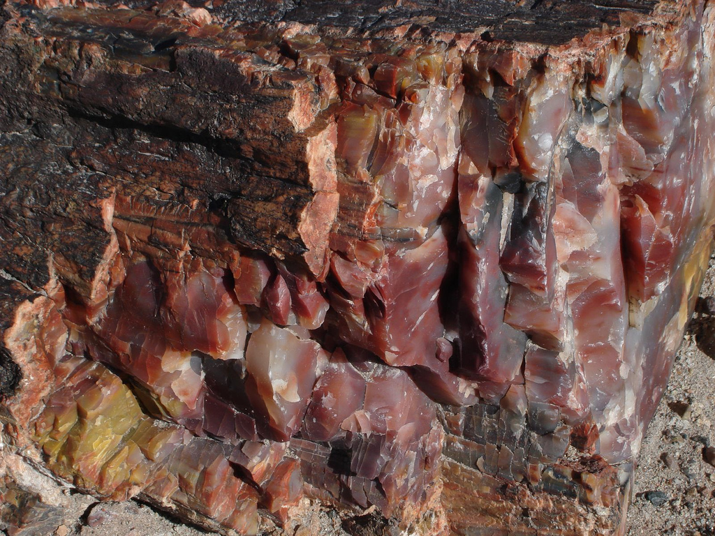 Đá gỗ hóa thạch (Petrified Wood)