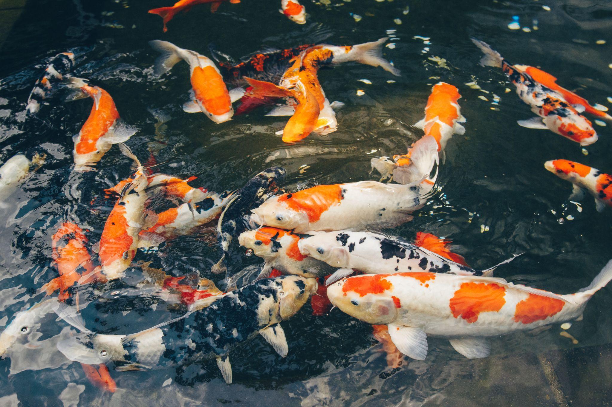 Cách đặt bể cá hợp phong thủy cho người mệnh Thổ