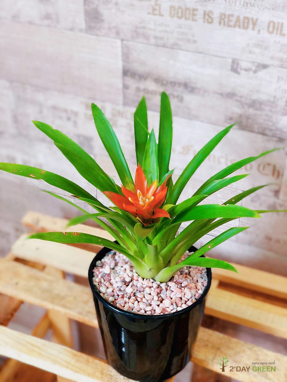 Cây dứa cánh nến