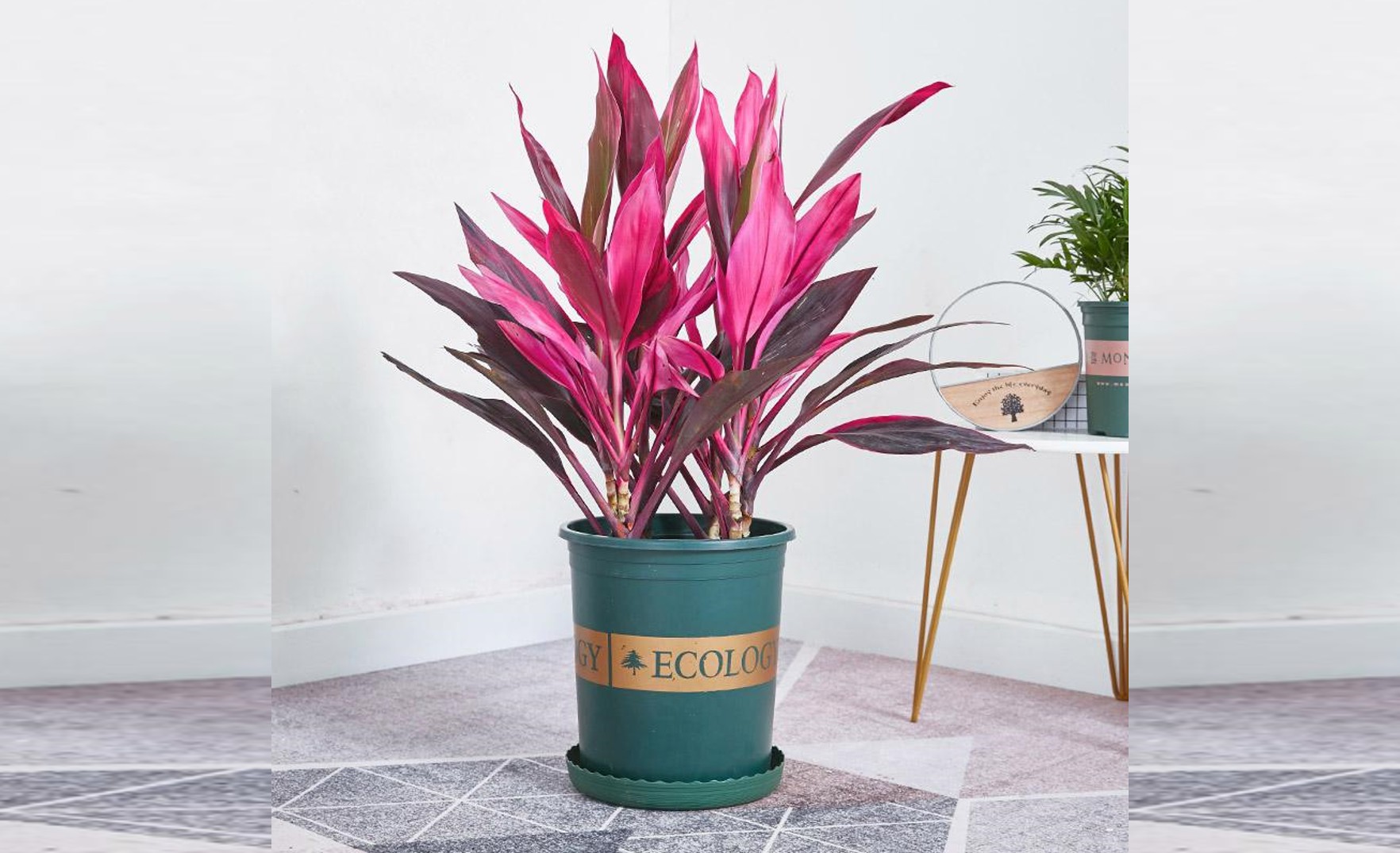 Cây phong thủy cho tuổi Ngọ 1978: Cây huyết dụ (long huyết)