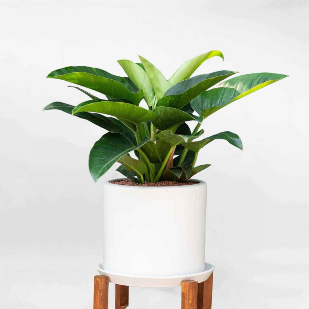 Cây đế vương xanh