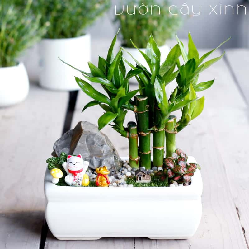 Cây trúc phú quý