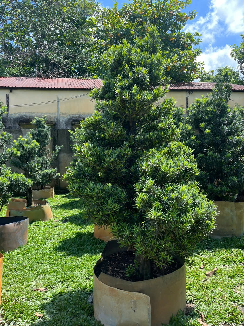 Cây vạn niên tùng