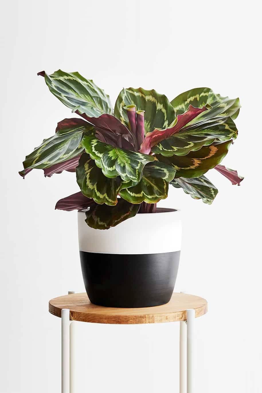 Cây đuôi công tím