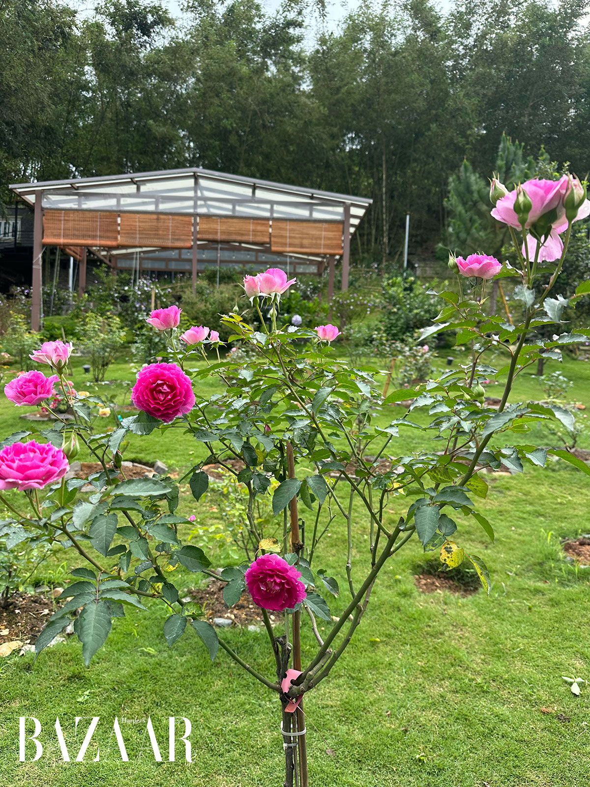 Anne’s Garden: Khu vườn hoa hồng trăm cây cận kề Bảo Lộc插图2
