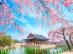 Mùa hoa anh đào Hàn Quốc năm 2026