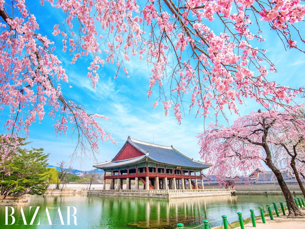 Mùa hoa anh đào Hàn Quốc năm 2026