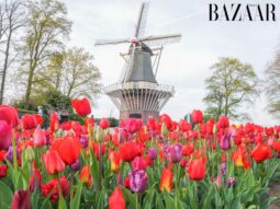 Lễ hội hoa tulip Keukenhof 2026