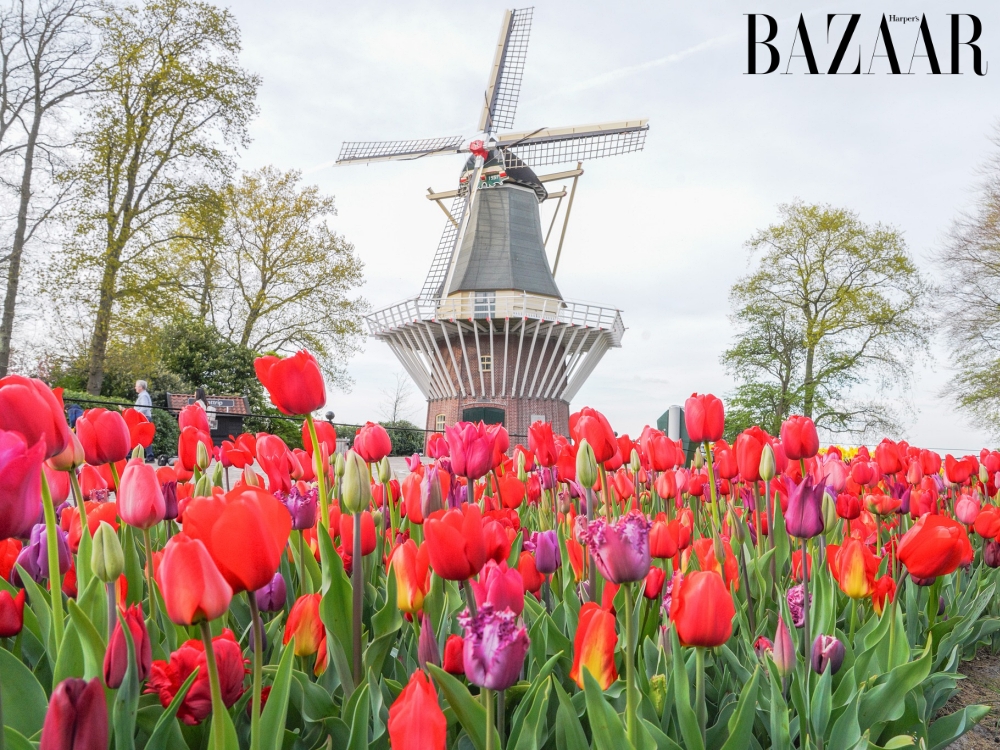Lễ hội hoa tulip Keukenhof 2026