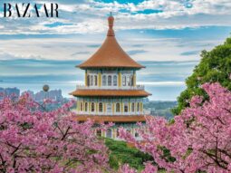 Mùa hoa anh đào Đài Loan 2026