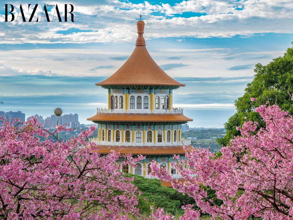 Mùa hoa anh đào Đài Loan 2026